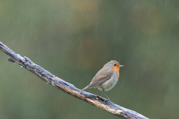 European robin Erithacus rubecula in close view