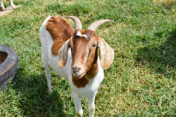 Naklejka na ściany i meble Frontal image of a goat inside a corral on a farm