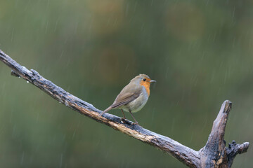 European robin Erithacus rubecula in close view