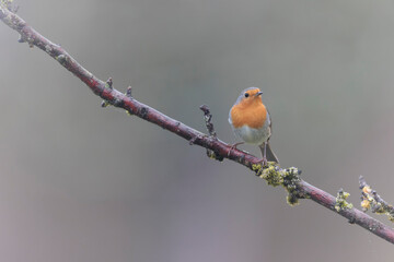 European robin Erithacus rubecula in close view