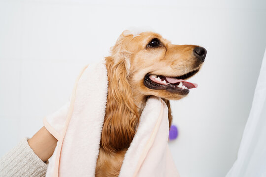 Cocker spaniel tacking a bath with his human in the bath tub. Woman using a towel to comfort her pet