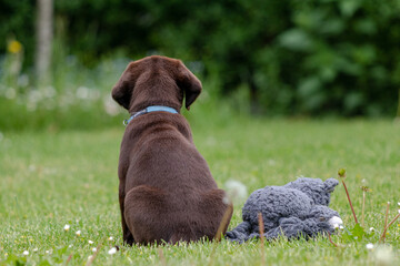 labrador retriever puppy playing