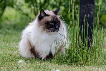 cat in the grass