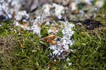 moss on the rock