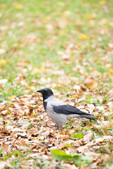 A gray crow in the autumn park croaks