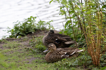 duck in the grass