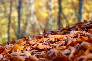 Autumn scenery in Uludag National Park, Turkey