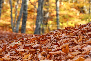 Autumn scenery in Uludag National Park, Turkey