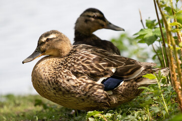 duck in the grass