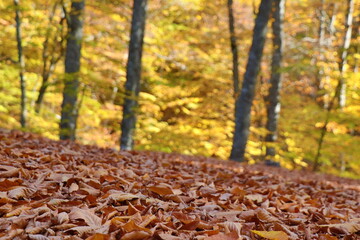 Autumn scenery in Uludag National Park, Turkey