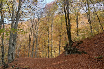 Autumn scenery in Uludag National Park, Turkey