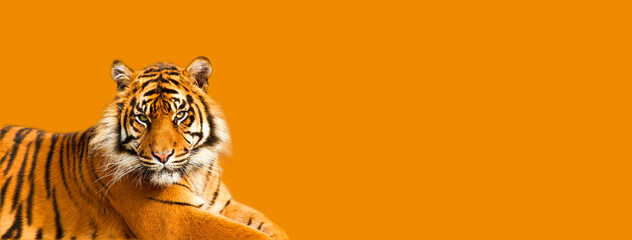 Banner with tiger, orange background - obrazy, fototapety, plakaty