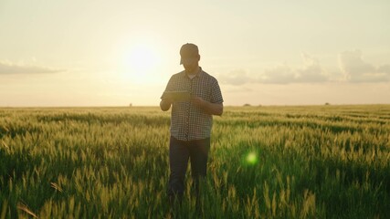 farmer with tablet working in field with green wheat, growing cereal crops on farm, agriculture, business agronomist in rural land, soil planted with rye, young ears of wheat harvest, seed production