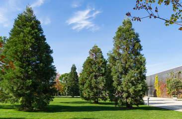 Fototapeta na wymiar Three young Sequoiadendron giganteum (Giant sequoia or giant redwood) in city Park Krasnodar. Public landscape Galitsky park'in sunny autumn 2021