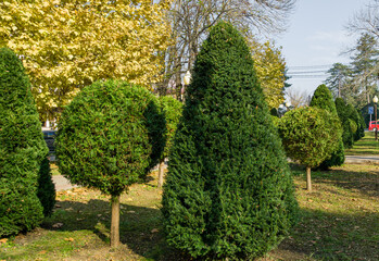 Topiary art of Yew Taxus baccata and thuja in autumn city  street. Formed evergreens in resort area...