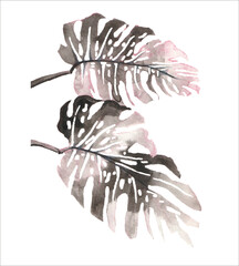 Obraz na płótnie Canvas Watercolor monstera leaf vector shape icon monochrome illustration. Black and white drawing