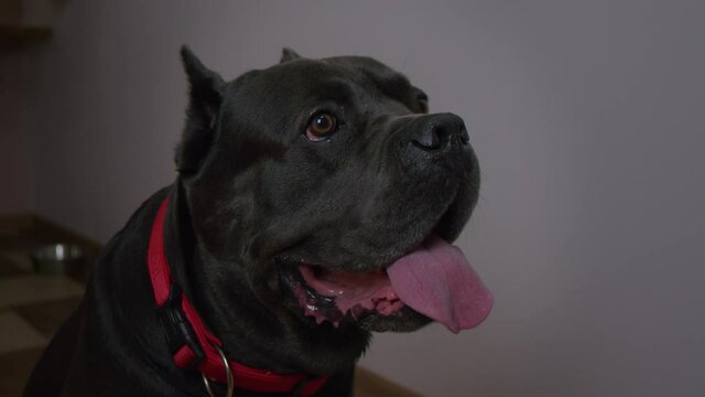Close up of cute black male cane corso dog precisely looking on his owner. Side view of cute pet sitting and looking straight at home. Indoor dog sitting. Dog`s plate on the background.