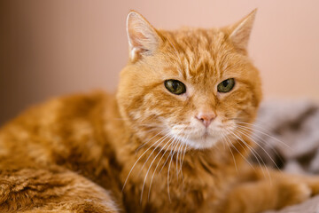 Fototapeta na wymiar Sleepy old red cat. Selective focus on eyes.