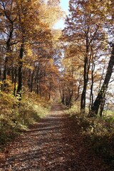 Quiet forest alley, aesthetics fallen yellow leaves carpet, silent autumn road under the shade of  trees.  Environment  tranquility inspiration. Krakow, Poland.
