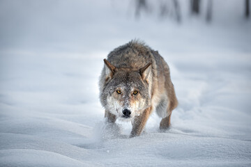 An Adult European Timber Wolf Runs Through The Freshly Fallen Snow Right At You. Angry Gray Wolf In Search Of Prey. Wolf's Gaze. Predator Chases Prey.Scene From The Wild Nature Of The North Of Belarus - 472028185
