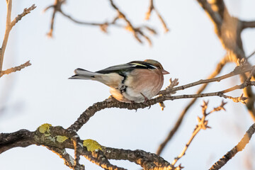 Common Chaffinch perched on a tree branch