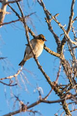 Common Chaffinch perched on a tree branch