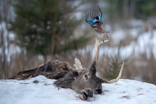 Common Jay Flies Off The Antlers Of A Dead Adult Deer. Winter Drama: Pecked-Eyed Fallen Stag And Mocking Jay.Reincarnation.Death In Nature.Deer Carcass 
