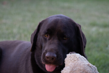 chocolate labrador retriever