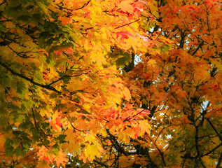 Beautiful autumn colors