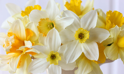 Naklejka na ściany i meble yellow daffodils as a natural background