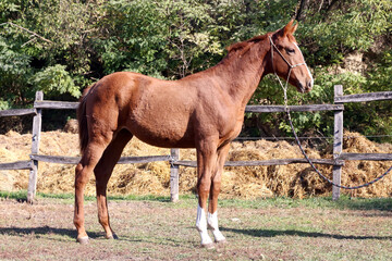 Fototapeta premium Young horse showing her skills