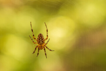 A large yellow-brown spider with shaggy legs and a cross on its back hangs from a web in an autumn forest. Close-up.