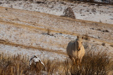 horse in the wild