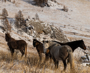 horse in the mountains