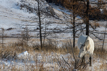 horse in winter