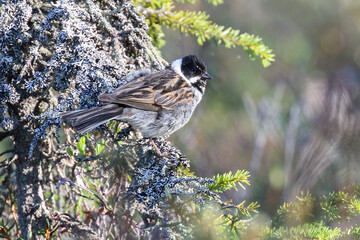 Reed Bunting