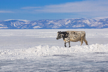 A cow walks on the ice of Lake Baikal near Olkhon Island against the backdrop of mountains. Winter landscape on a sunny day. Natural background