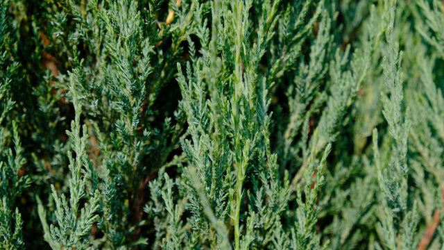 Juniper hedge texture as coniferous natural textured background. Green leaves of Rocky Juniper - Juniperus scopulorum, is coniferous tree. Botanical pattern for graphic design and wallpaper. 