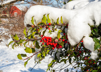 Snow covered holly tree with some berries sticking out makes a great holiday decoration scientific...
