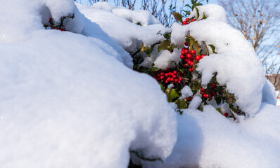 Fototapeta na wymiar Snow covered holly tree with some berries sticking out makes a great holiday decoration scientific name Ilex with sharp pointed leaves they hold up well inside