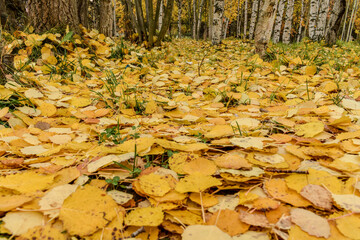 Yellow autumn leaves covered the ground in the park.