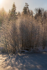 Bushes with hoarfrost in backlight