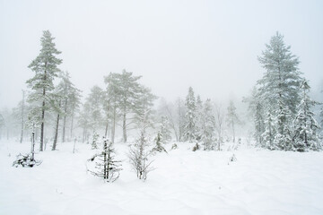 Wintery forest on a bog