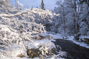 Snow covered trees branches by a river a sunny winter day