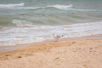 Seagull walk in the sand on the sea