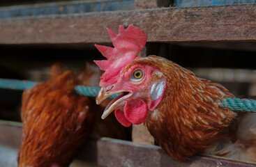 Chickens breed eggs, The chicken took its head out of the cage to eat. chicken breed in the farm, selective point and blurred background