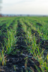 Young winter wheat planted in parallel rows in the ground