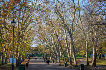 Fototapeta premium Plane trees avenue, Crystal Palace Park, London, England, UK