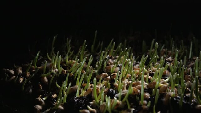 CLOSE-UP: timelapse of revived germinating wheat grains on a dark background. Macro shot of growing sprouts. Concept of viability.