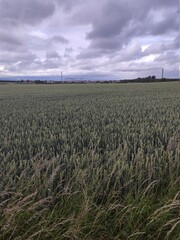 Fototapeta premium Field of wheat
